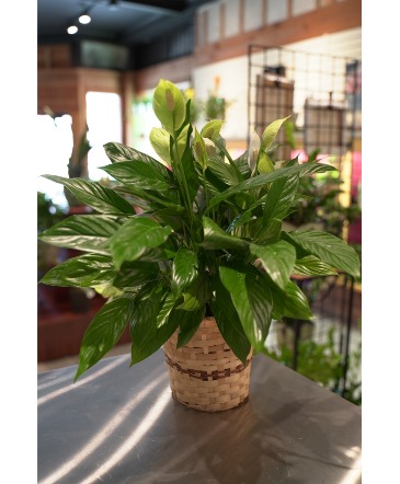 Peace Lily  Spathiphyllum in South Milwaukee, WI | PARKWAY FLORAL INC.