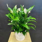 Peace Lily Spathiphyllum SOLD OUT