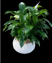 Peace Lily - Spathiphyllum 