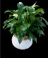Peace Lily - Spathiphyllum 