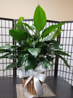 Peace Lily Spathiphyllum Clevelandii in Indianapolis, IN | SHADELAND FLOWER SHOP Peace Lily Spathiphyllum Clevelandii in Indianapolis, IN | SHADELAND FLOWER SHOP