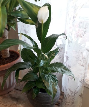 Peace Lily  Spathiphyllum Clevelandii 