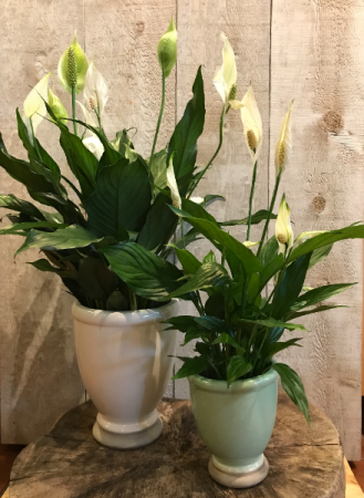 Peace Lily - Spathiphyllum Flowering Plant