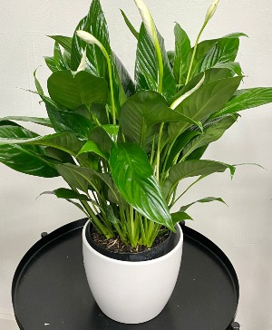 PEACE LILY SPATHIPHYLLUM IN CERAMIC POT 