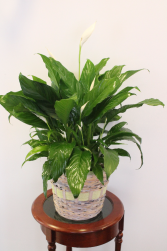 PEACE LILY/ SPATHIPHYLLUM PLANT