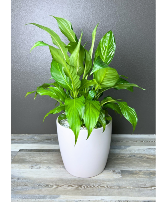 Peace Lily - Spathiphyllum Plant