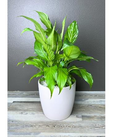 Peace Lily - Spathiphyllum Plant in Henderson, NV | FLOWERS OF THE FIELD 