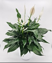 Peace Lily - Spathiphyllum  Plant