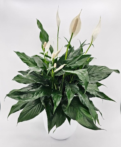 Peace Lily - Spathiphyllum  Plant