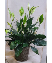 Peace Lily (Spathiphyllum) Plant