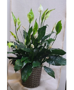 Peace Lily (Spathiphyllum) Plant