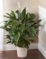 Peace Lily-Spathyphylum Plants