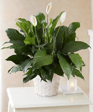 Peace Lily Tabletop - 00372 