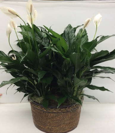 Peace Lily Trio