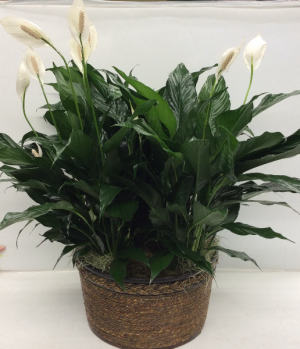 Peace Lily Trio in Troy, MI | ACCENT FLORIST Peace Lily Trio in Troy, MI | ACCENT FLORIST