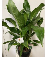Peace Lily Tropical House Plant