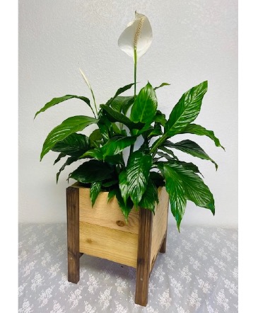 Cedar Planter w/Peace Lily    Planter Box in Arlington, WA | What's Bloomin' Now Floral