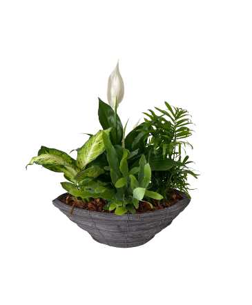 Peace Lily Wicker Boat House Plant in Newmarket, ON | FLOWERS 'N THINGS FLOWER & GIFT SHOP