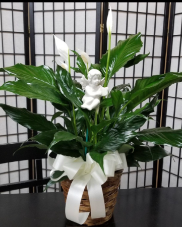 Peace Lily With Cherub  Plant