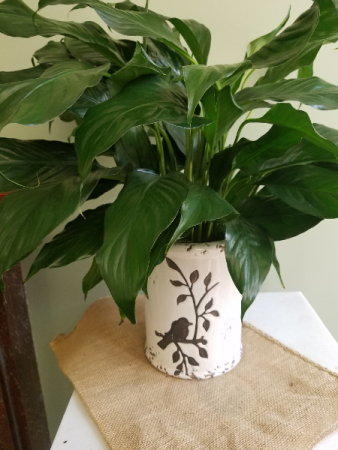 Peace Lily with Crock Plant