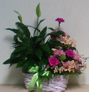 Peace lily with fresh flower arrangement Plant and flowers