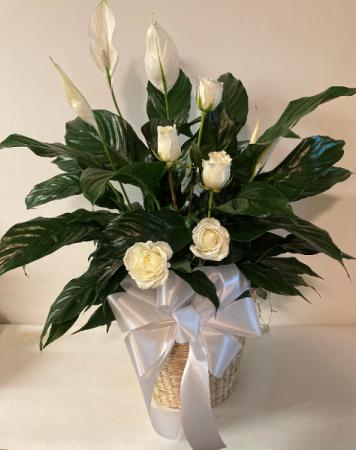Peace Lily with roses. 8 in. plant with roses in Basket.