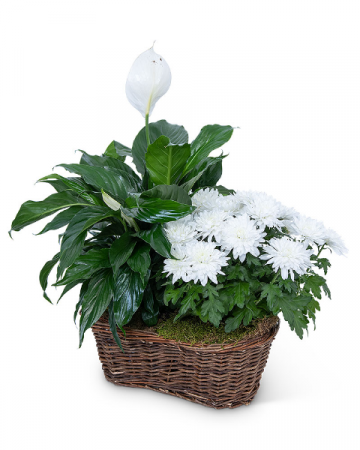 Peace Lily with White Mum Plant Plant