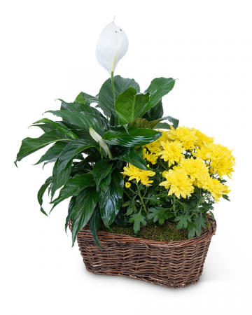 Peace Lily with Yellow Mum Plant Plant