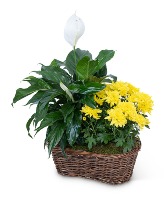 Peace Lily with Yellow Mum Plant Plant