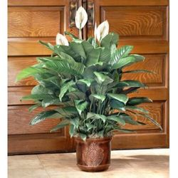 Peace Lily(SPATHIPHYLLUM) FLOOR PLANT Green Plant