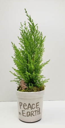 Peace On Earth Mini Cypress Tree