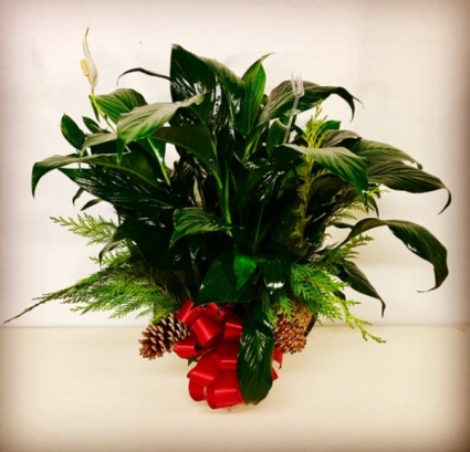 Peace on Earth Peace Lily with Christmas Design