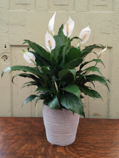 Peace Plant