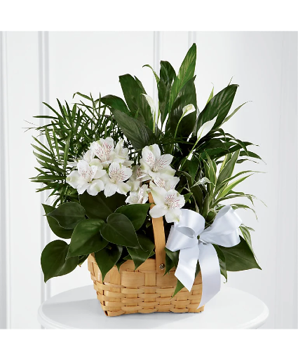 Peace & Serenity Dishgarden 