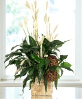 Peace That Passeth House Plants