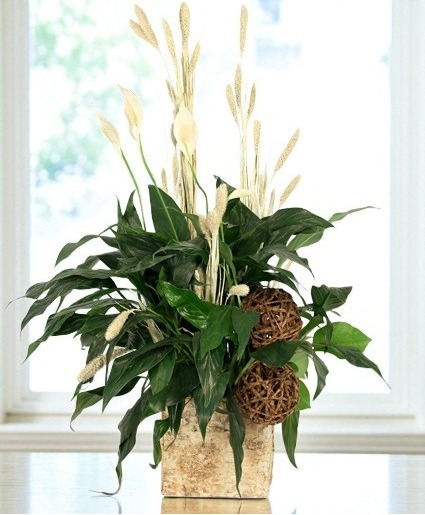 Peace That Passeth House Plants