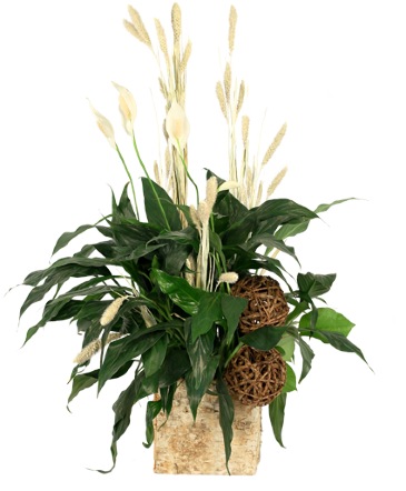 Peace That Passeth House Plants in Arlington Heights, IL | VJ Florals Arlington Heights Peace That Passeth House Plants in Arlington Heights, IL | VJ Florals Arlington Heights