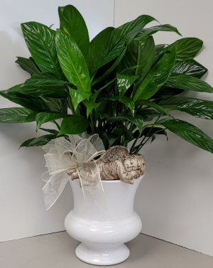 Peaceful Angel Peace Lily  Plant