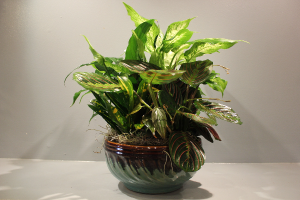 Peaceful Ceramic Dish Garden in Winston Salem, NC | RAE'S NORTH POINT FLORIST INC. Peaceful Ceramic Dish Garden in Winston Salem, NC | RAE'S NORTH POINT FLORIST INC.