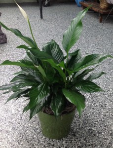 Peaceful Creation Peace Lily Plant