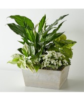 Peaceful Dishgarden Sympathy