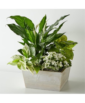 Peaceful Dishgarden Sympathy