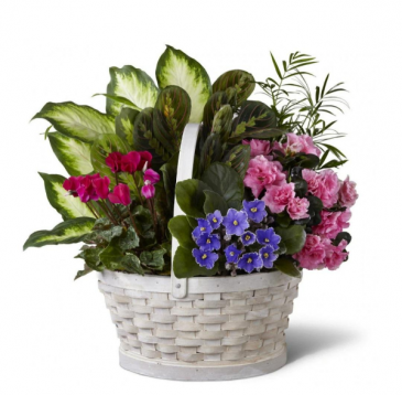 Peaceful Garden Basket  in Frederick, MD | Maryland Florals
