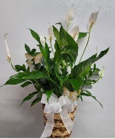 Peaceful lily basquet plant Sympathy arrangement 