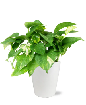 Peaceful Pothos Planter 