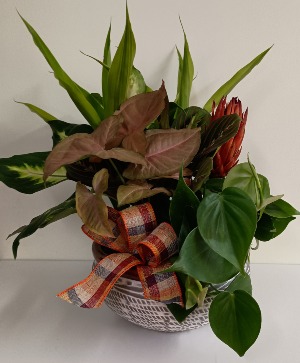 Peaceful pottery plant