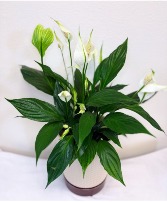 "Peaceful Remembrance" – Sympathy Peace Lily House Plant