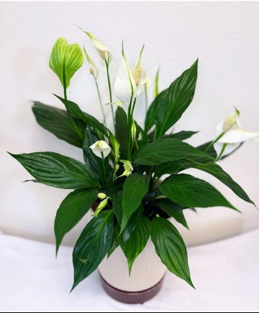 "Peaceful Remembrance" – Sympathy Peace Lily House Plant in Fairview, OR | QUAD'S GARDEN - Home to Trinette's Floral "Peaceful Remembrance" – Sympathy Peace Lily House Plant in Fairview, OR | QUAD'S GARDEN - Home to Trinette's Floral