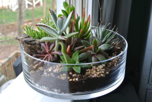 Peaceful Soul Succulent Garden in Lexington, NC | RAE'S NORTH POINT FLORIST INC. Peaceful Soul Succulent Garden in Lexington, NC | RAE'S NORTH POINT FLORIST INC.