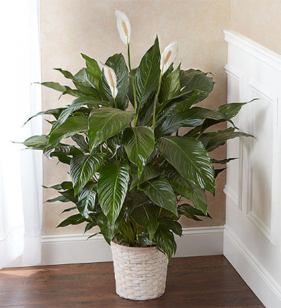 Peaceful Spath Plant